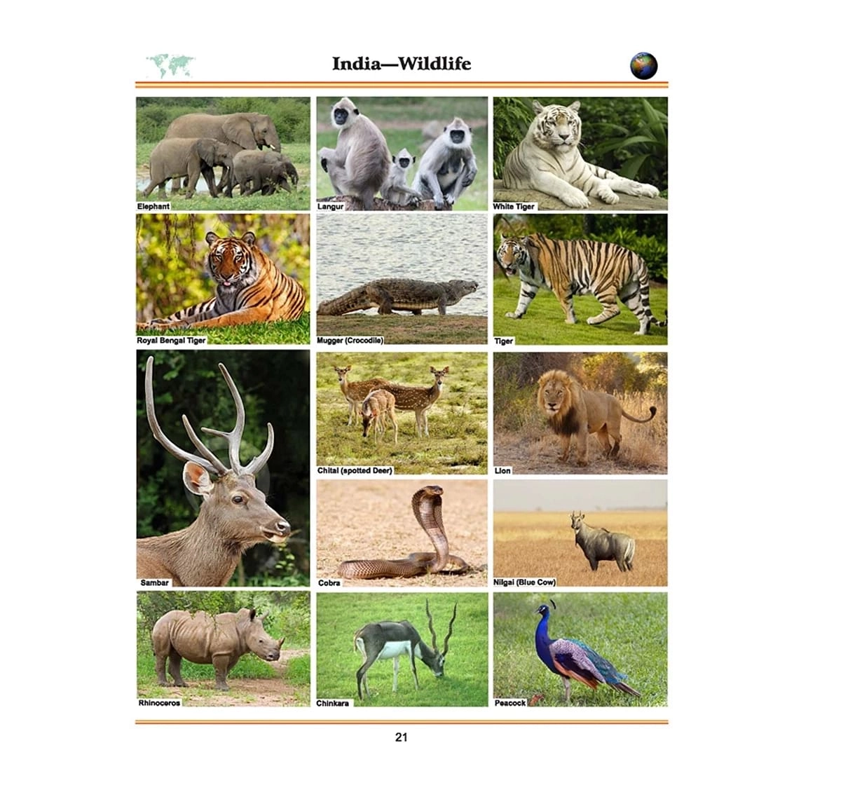 Dreamland Paper Back World Atlas for Primary Book for kids 7Y+, Multicolour
