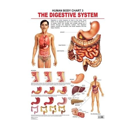 Dreamland the Digestive System Chart for kids 12Y+, Multicolour
