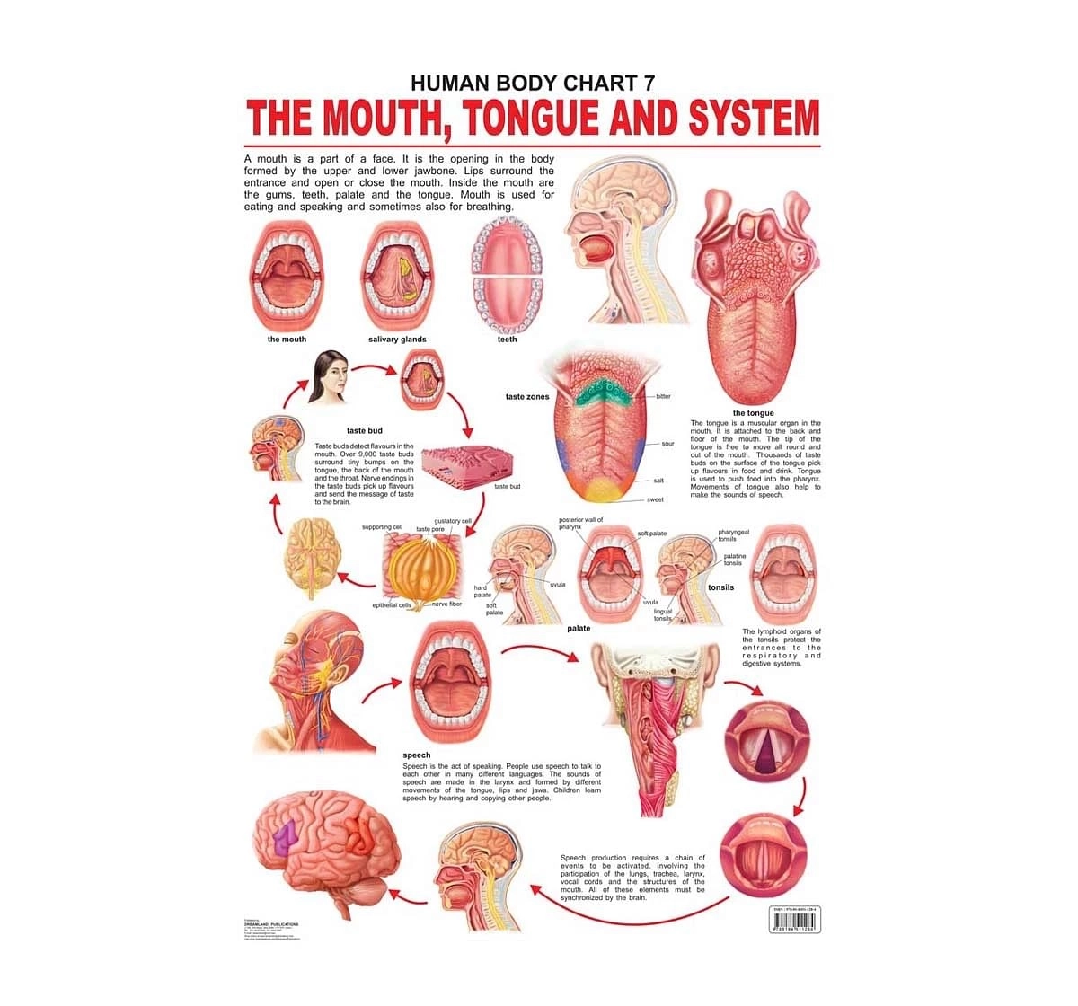Dreamland the Mouth, Tongue and Speech Chart for kids 12Y+, Multicolour