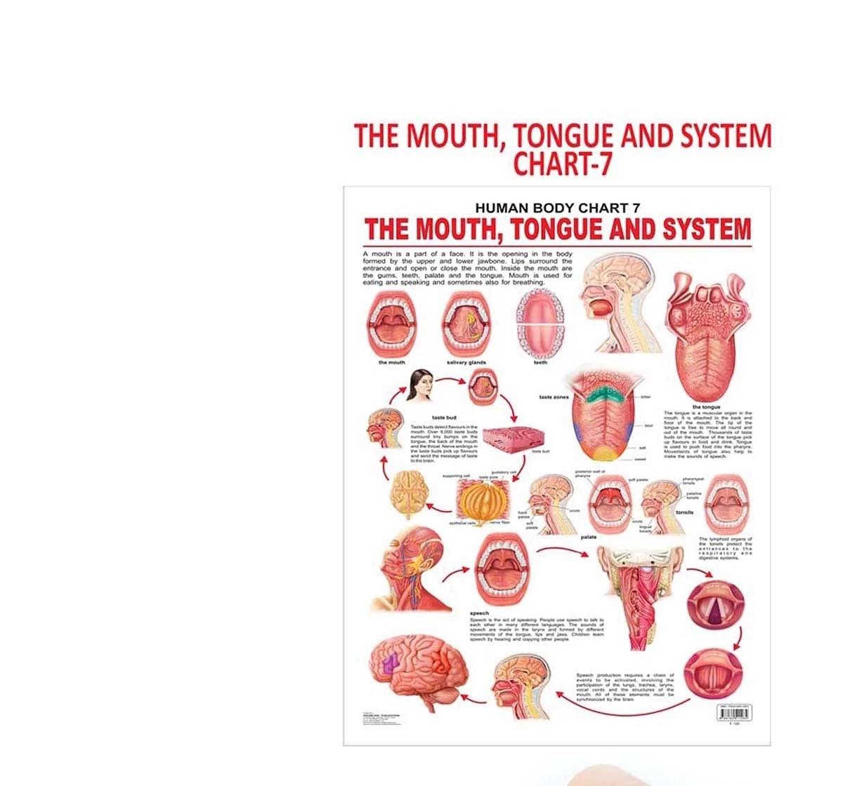 Dreamland the Mouth, Tongue and Speech Chart for kids 12Y+, Multicolour