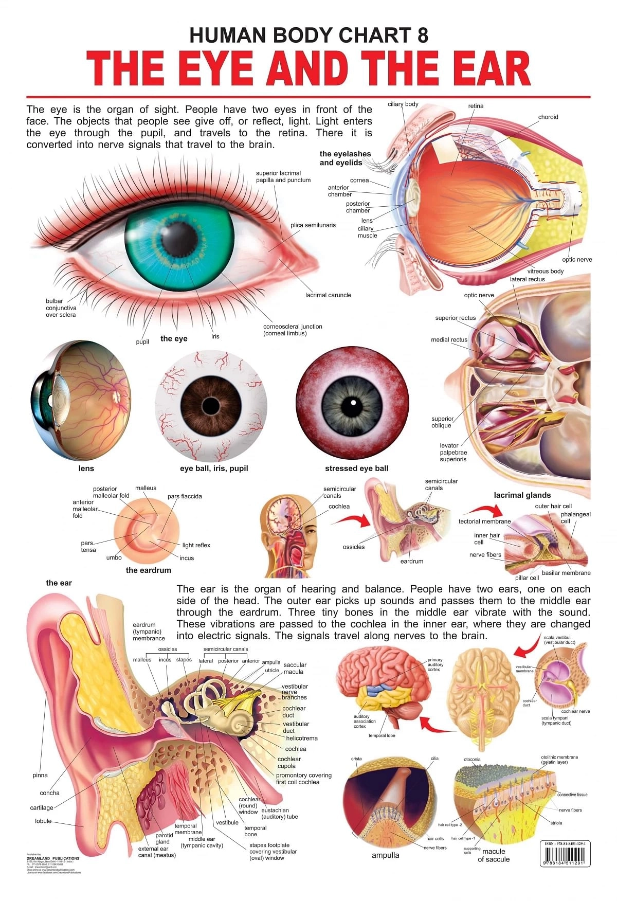 Dreamland The Eye & The Ear Wall Chart (Human Body Chart) Both Side Hard Laminated (Size 48 X 73 Cm)