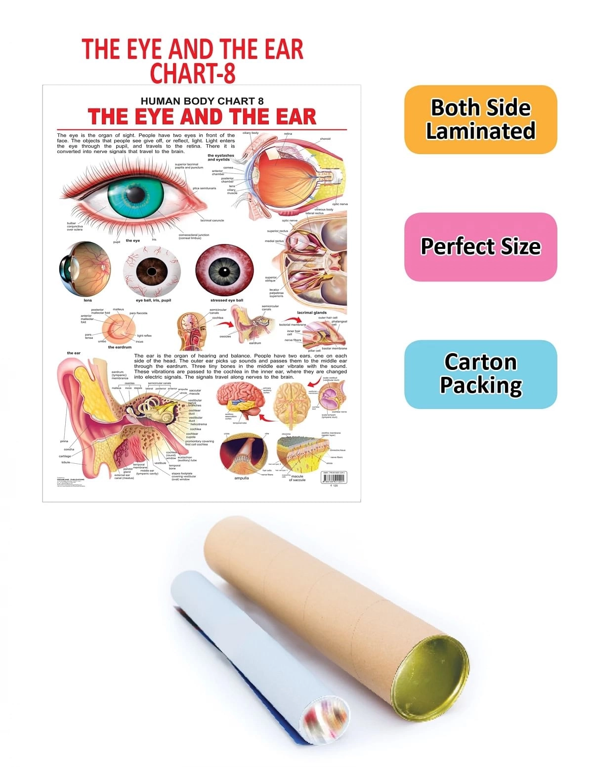 Dreamland The Eye & The Ear Wall Chart (Human Body Chart) Both Side Hard Laminated (Size 48 X 73 Cm)