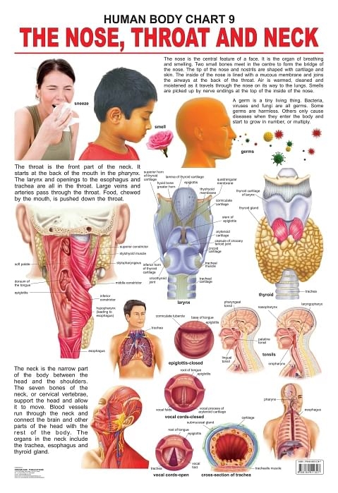 Dreamland The Nose, Throat & Neck Wall Chart (Human Body Chart) Both Side Hard Laminated (Size 48 X 73 Cm)