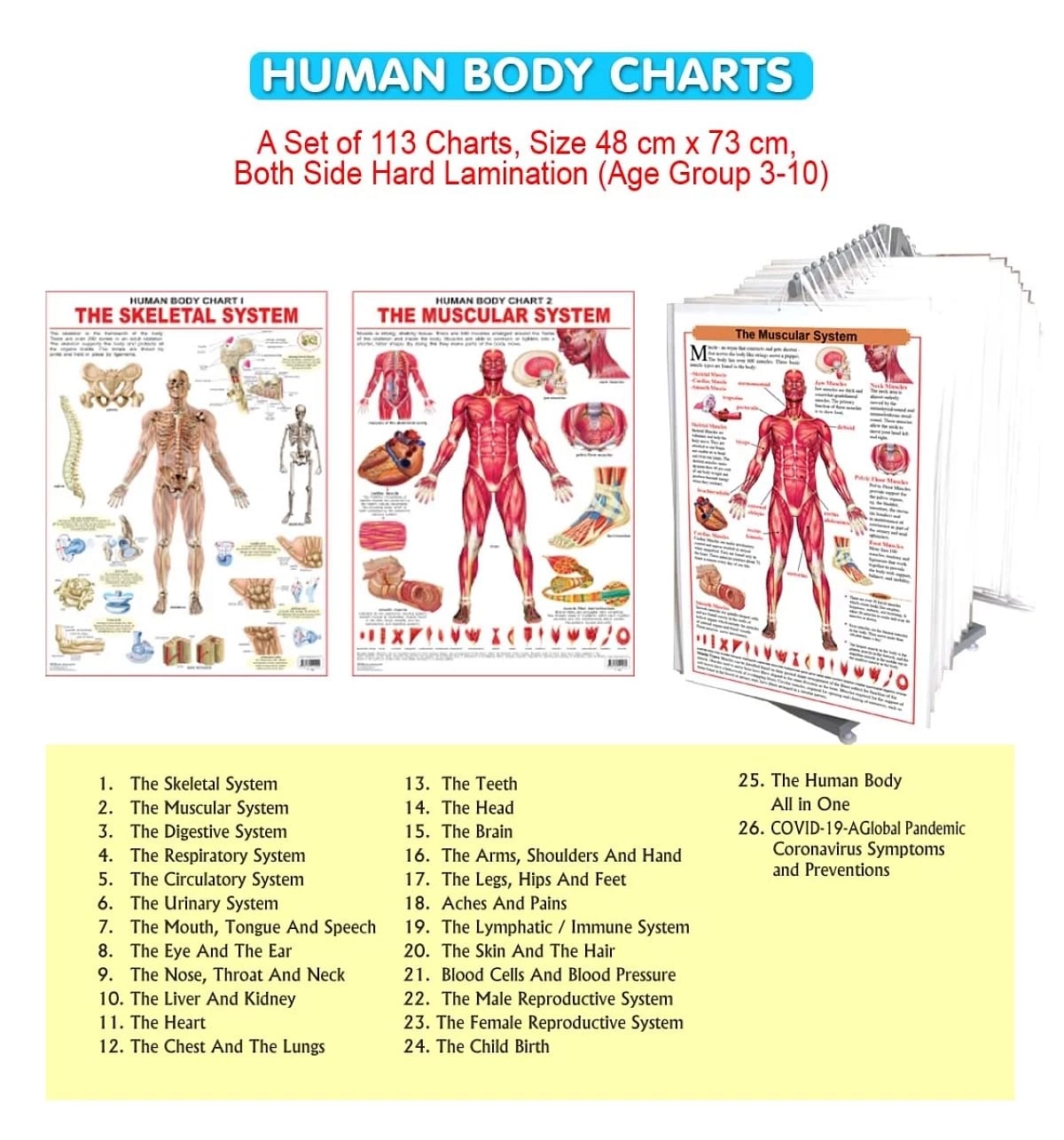 Dreamland The Nose, Throat & Neck Wall Chart (Human Body Chart) Both Side Hard Laminated (Size 48 X 73 Cm)