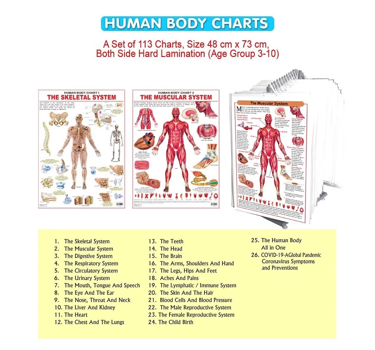 Dreamland the Chest and the Lungs Chart for kids 12Y+, Multicolour