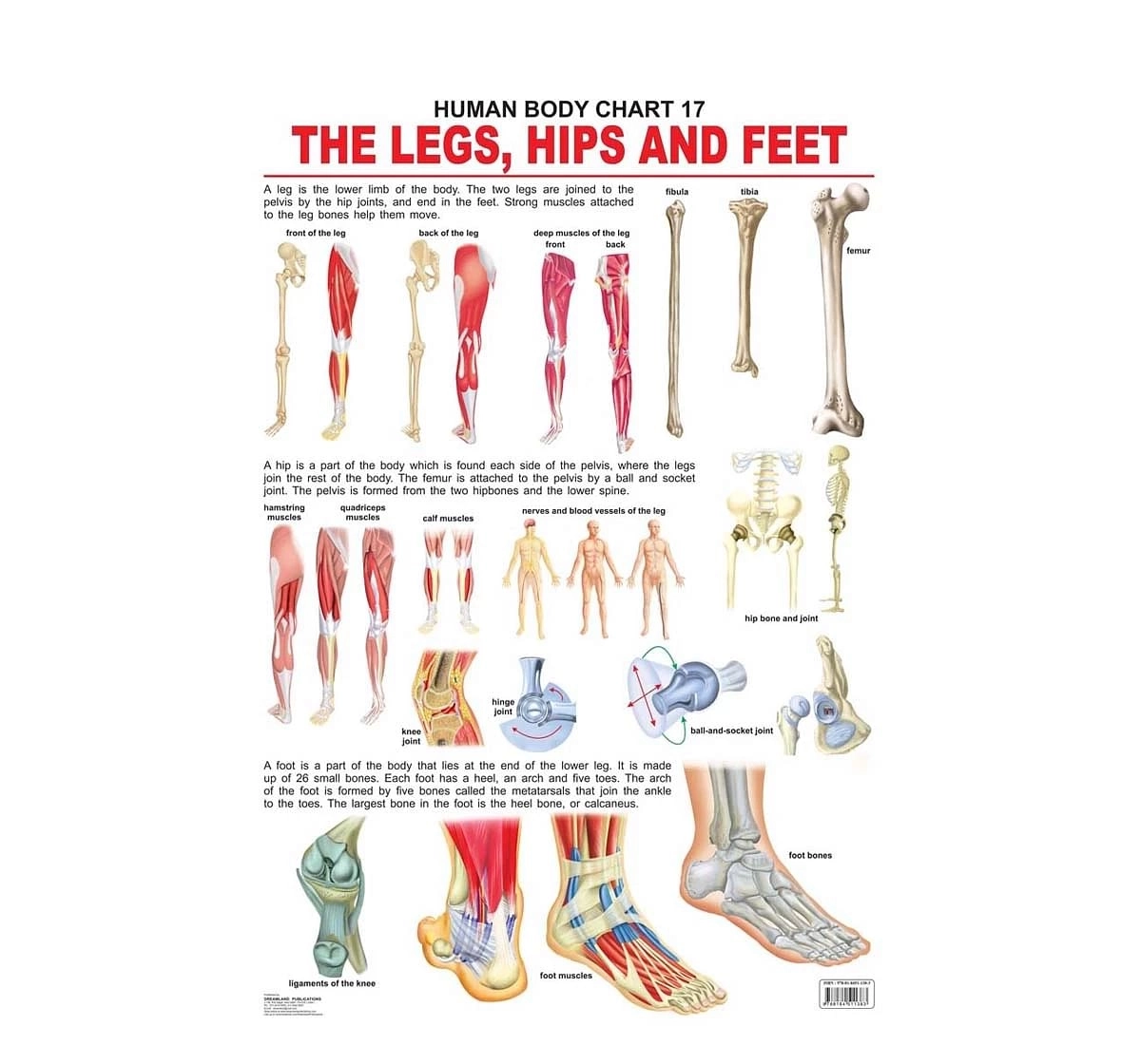 Dreamland the Hips, Legs and Feet Chart for kids 12Y+, Multicolour
