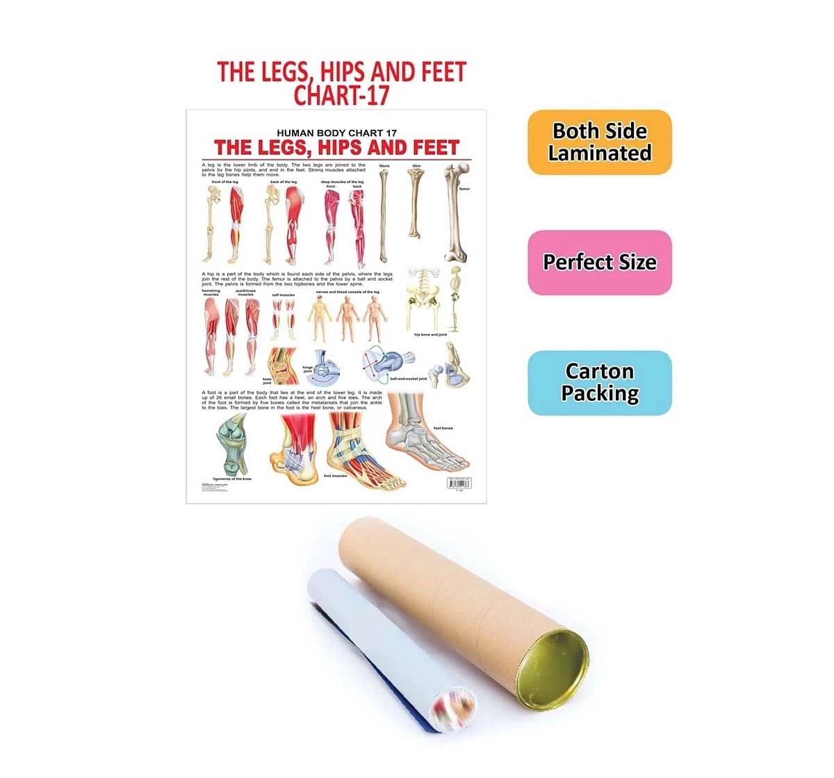 Dreamland the Hips, Legs and Feet Chart for kids 12Y+, Multicolour