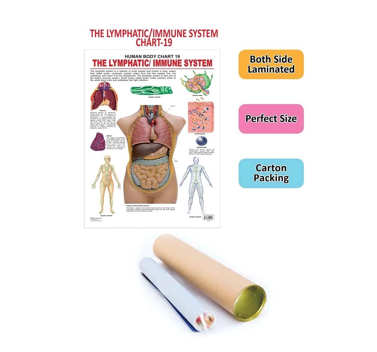 Dreamland the Lymphatic or Immu System Chart for kids 12Y+, Multicolour