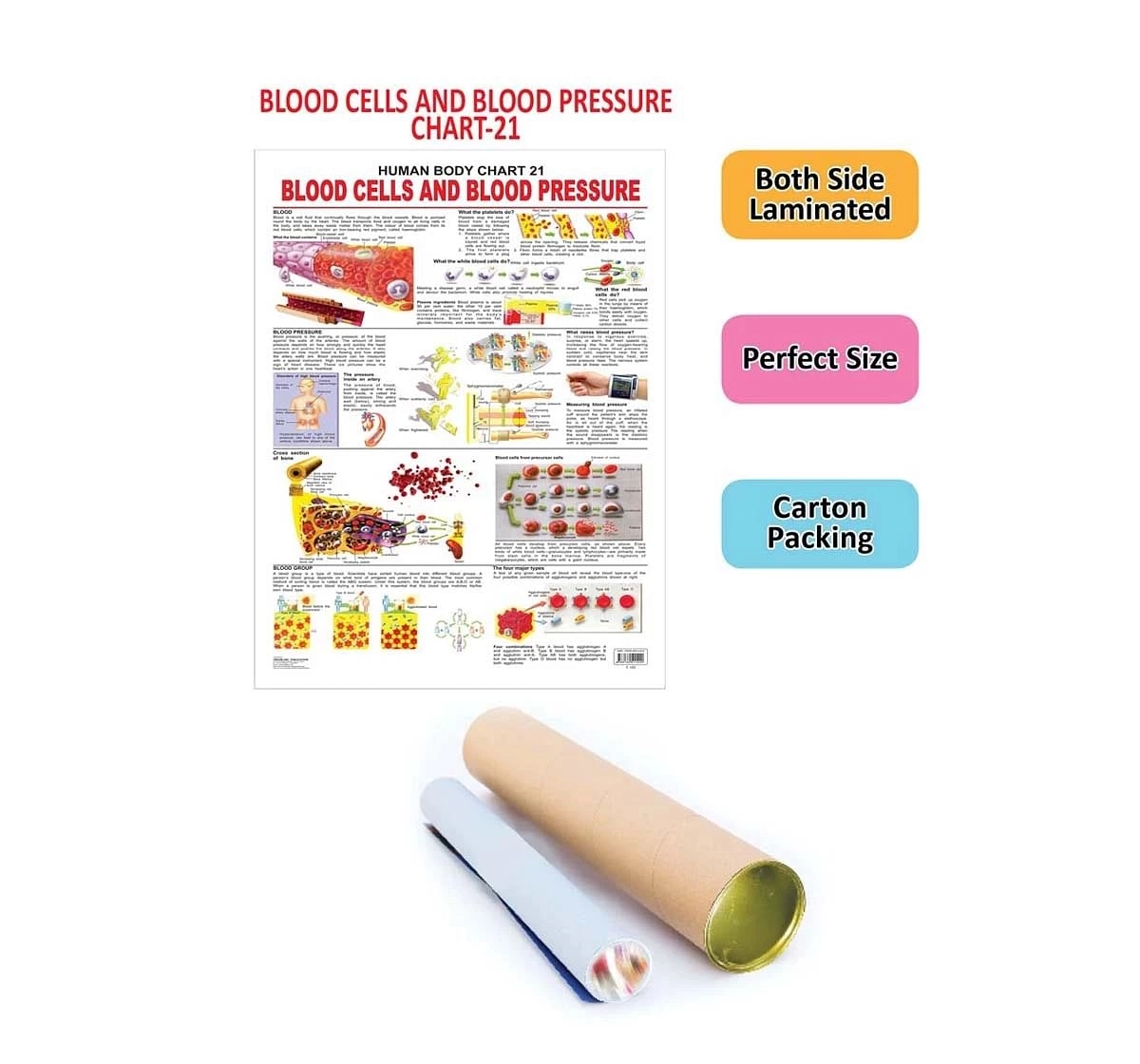 Dreamland the Blood Group, Cells and Pressure Chart for kids 12Y+, Multicolour