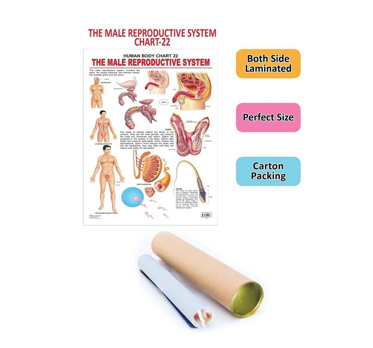 Dreamland the Male Reproductive System Chart for kids 12Y+, Multicolour