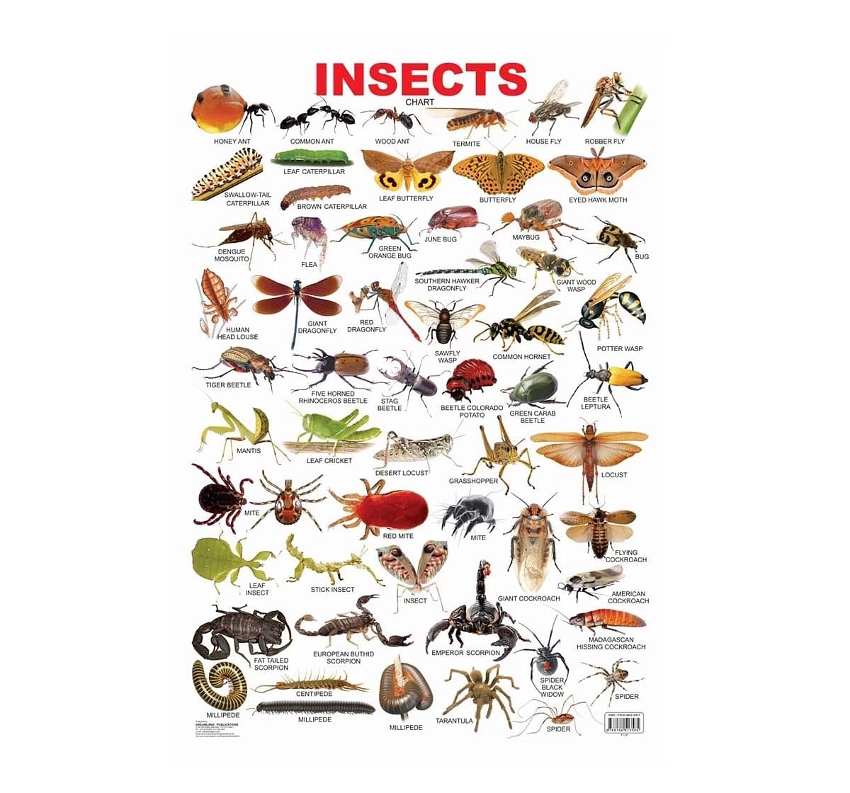 Dreamland Insect Chart for kids 3Y+, Multicolour