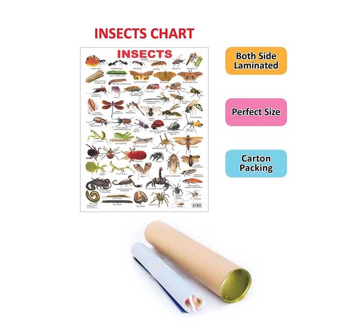 Dreamland Insect Chart for kids 3Y+, Multicolour