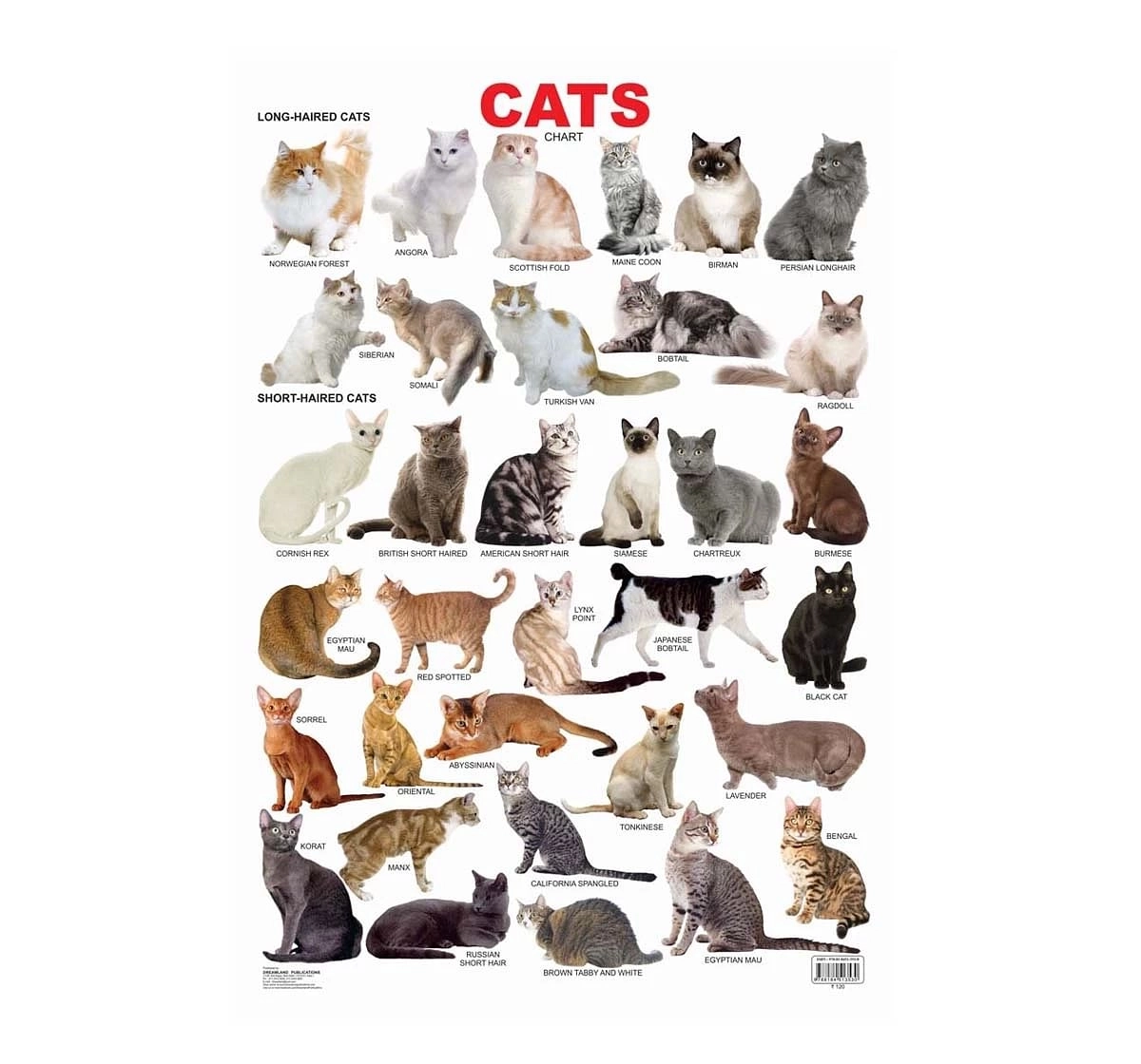 Dreamland Cat Chart for kids 3Y+, Multicolour