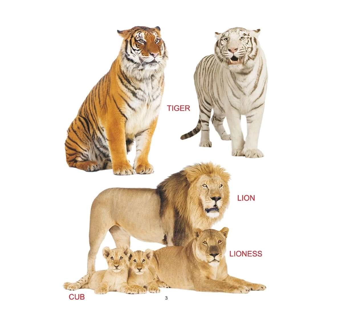 Dreamland Paper Back My Sparkling Animals Book for kids 2Y+, Multicolour