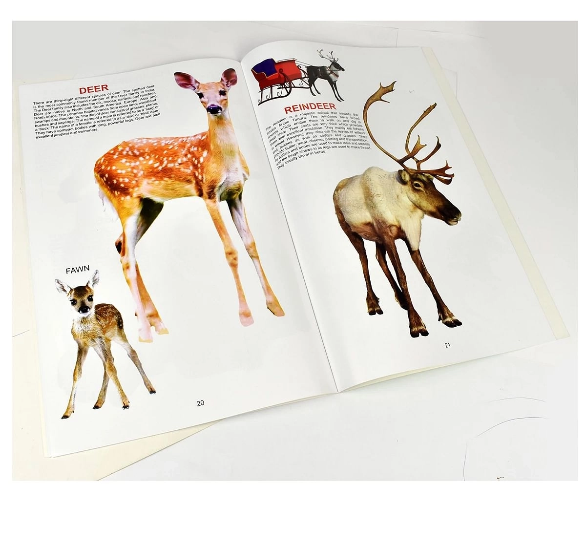 Quixot My Big Book Of Animals Multicolor 3Y+