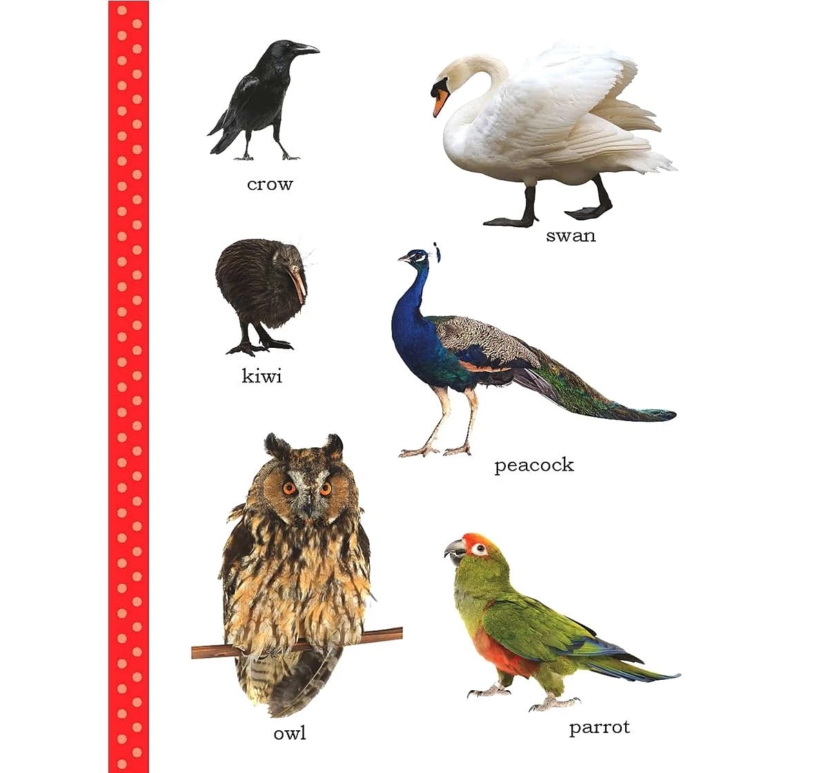 Wonder House Books My First Birds Picture Book for kids 0M+, Multicolour