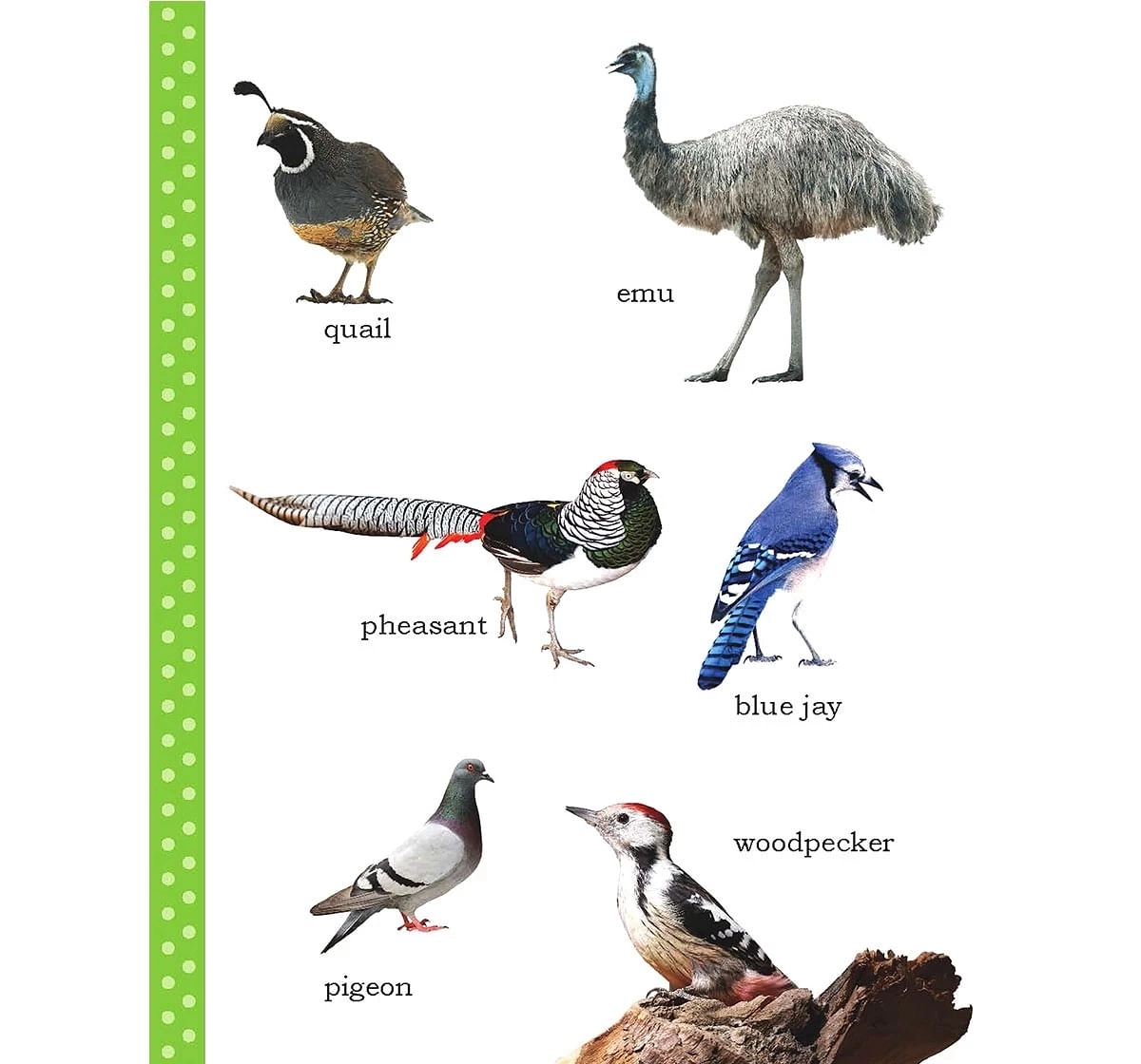 Wonder House Books My First Birds Picture Book for kids 0M+, Multicolour
