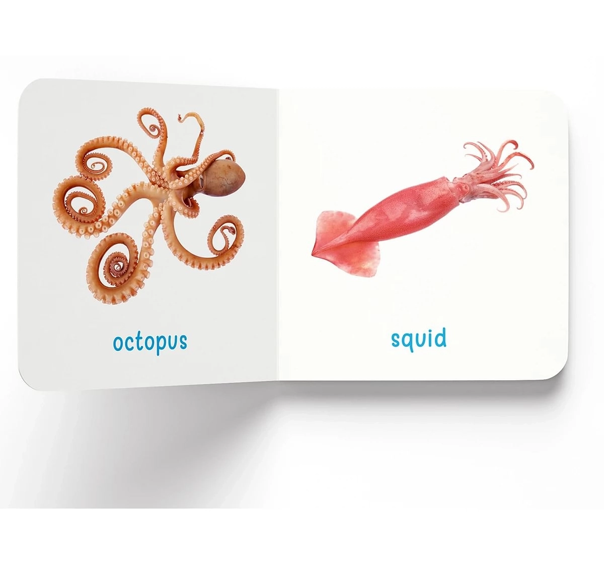 Wonder House Books My First Sea Animals Board Book for kids 0M+, Multicolour