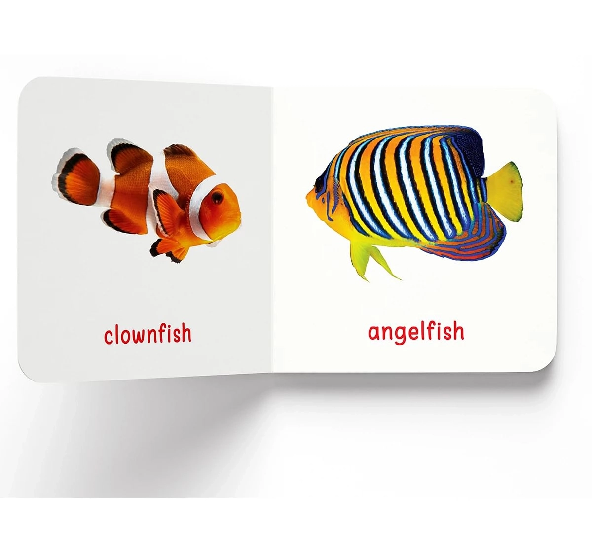 Wonder House Books My First Sea Animals Board Book for kids 0M+, Multicolour