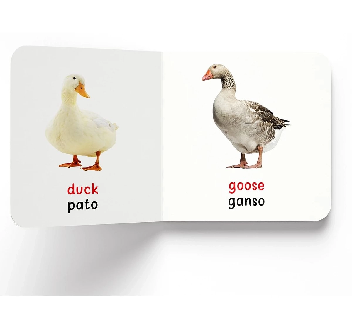 Wonder House Books My First Birds English Spanish Board Book for kids 0M+, Multicolour