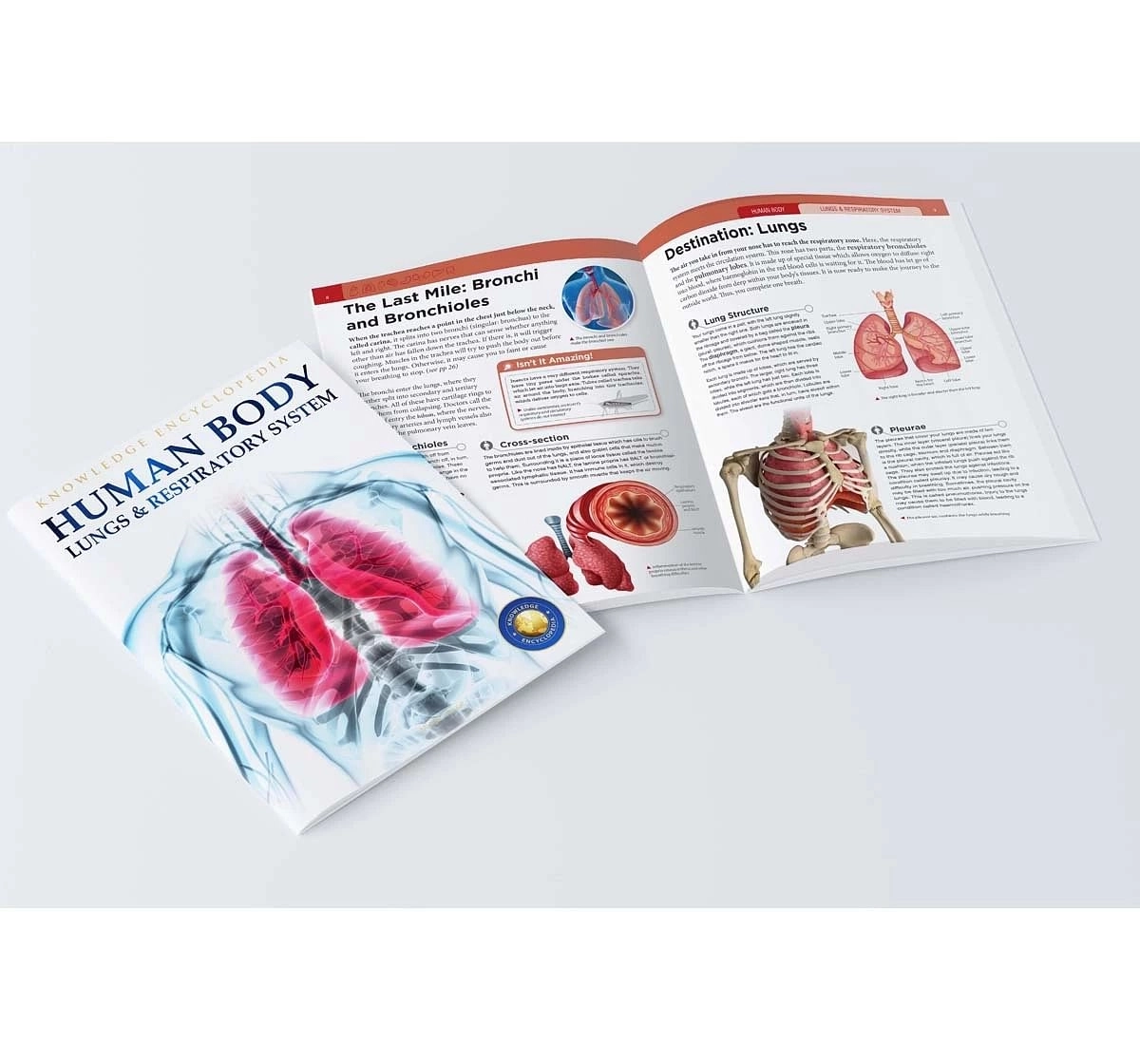 Wonder House Books Human Body Lungs and Respiratory System Knowledge Encyclopedia Book for kids 12Y+, Multicolour