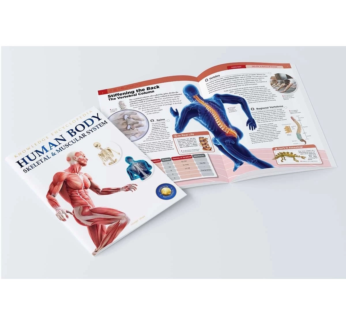 Wonder House Books Human Body Skeletal and Muscular System Knowledge Encyclopedia Book for kids 12Y+, Multicolour