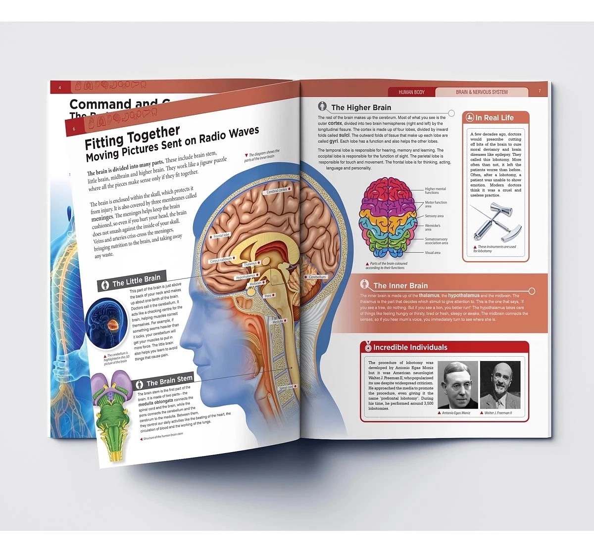 Wonder House Books Human Body Brain and Nervous System Knowledge Encyclopedia Book for kids 12Y+, Multicolour