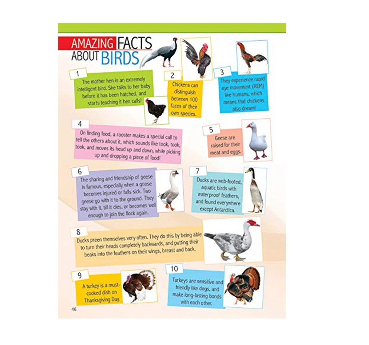 Dreamland Paperback Animals and Birds Minipedia Books for Kids 5Y+, Multicolour
