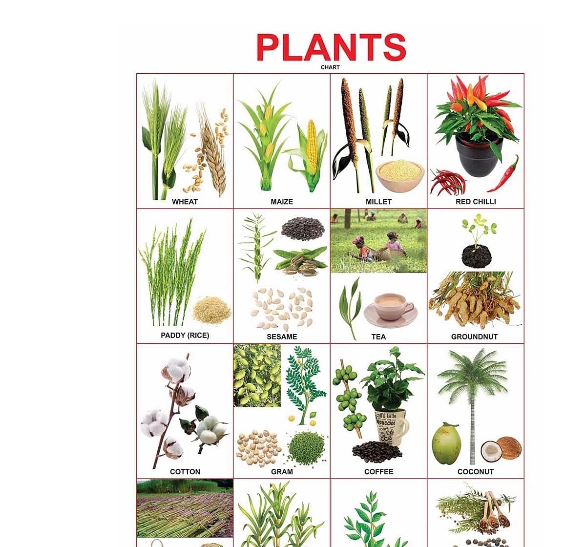 Dreamland Plants Chart for kids 5Y+, Multicolour