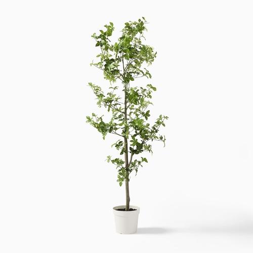 Faux Potted Quince Leaf Tree