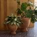 Colin King Ficonstone Indoor/Outdoor Pedestal Planters