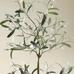 Faux Potted Sparse Olive Tree