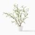 Faux Potted Sophora Prostrata Plant