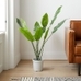 Faux Bird of Paradise Plant With White Plastic Pot
