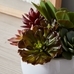 Faux Potted Succulent Arrangement