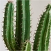 Faux Potted Cactus Plant