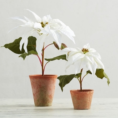 Faux Potted Poinsettias-White