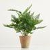 Faux Potted Japanese Climbing Fern