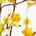 Faux Yellow Forsythia Branch