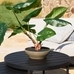 Faux Alocasia Bonsai Plant