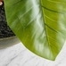 Faux Alocasia Bonsai Plant