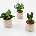 Potted Gardening Herbs