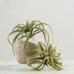 Faux Tillandsia Succulent Stem