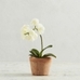 Mini Faux Potted Orchid 