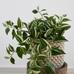 Faux Wandering Variegated Tradescantia Houseplant